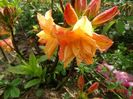 azalea Csardas