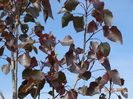 populus Purple Tower
