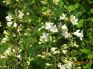 weigela candida