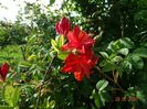 azalea Feuerwerk
