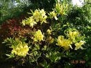 azalea Goldtopas