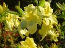 azalea Goldtopas
