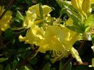 azalea Goldtopas