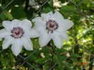clematis Miss Bateman