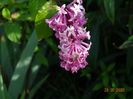 syringa Miss Canada