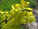 cotynus coggyria Golden Spirit
