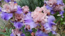 Florentine Silk