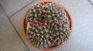 Mammillaria mammillaris