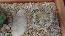 Coryphantha echinus, SB377 Val Verde Co, TX.