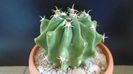 Ferocactus horridus f. brevispinus (Ferocactus peninsulae)
