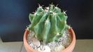 Ferocactus horridus f. brevispinus (Ferocactus peninsulae)