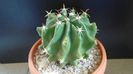 Ferocactus horridus f. brevispinus (Ferocactus peninsulae)