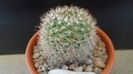 Parodia dichroacantha (Parodia microsperma)