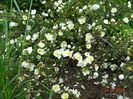 spinossisima Repens