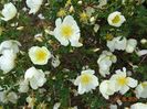 spinossisima Repens
