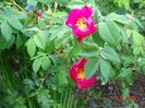 Splendens