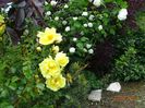 Harison's Yellow