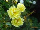 Harison's Yellow