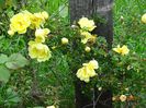 Harison's Yellow