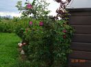 rosa pendulina Harstad