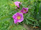 rosa californica?