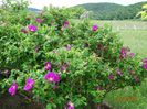 rugosa Rubra