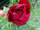 Scarlet Heaven