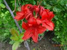 azalea Doloroso