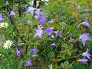campanula patula