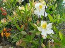 azalea Schneegold