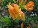 azalea Csardas