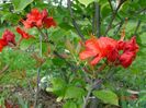 azalea Fireball