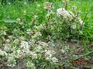 spiraea Pink Ice