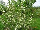 weigela candida