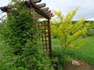 gleditsia Sunburst