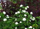 viburnum opulus Roseum