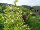 philadelphus Aureus