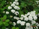 spiraea betulifolia Tor