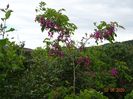 robinia Casque Rouge