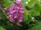 robinia Casque Rouge