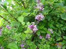 syringa Palibin