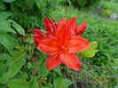 azalea Feuerwerk