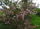 kolkwitzia amabilis Pink Cloud