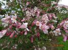 kolkwitzia amabilis Pink Cloud