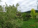 salix Hakuro Nishiki