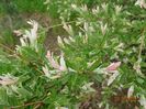 salix Hakuro Nishiki