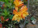 azalea Csardas