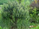 pinus Watereri