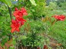 azalea Fireball