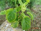 hydrangea arb. Golden Annabelle
